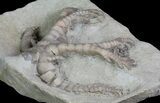 Onychocrinus Crinoid Fossil - Indiana #66041-2